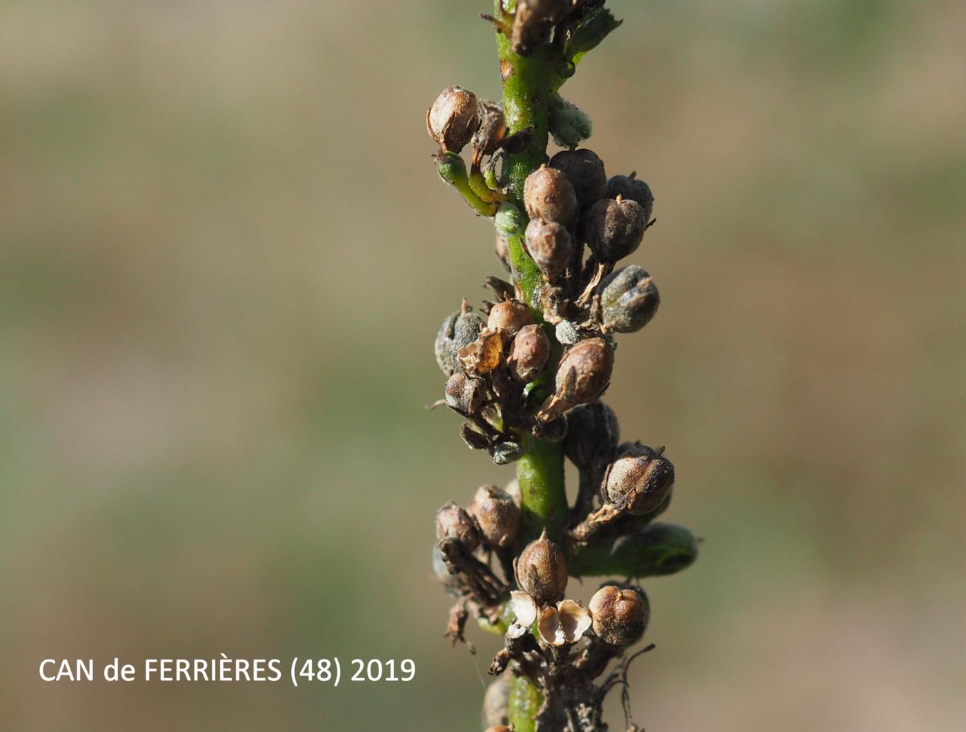 Mullein, Hoary fruit